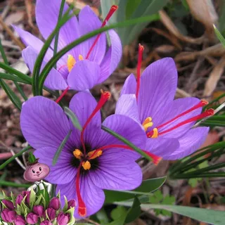 زعفران وحشی مازندران ممتاز با رشته های درشت و رنگ روشن